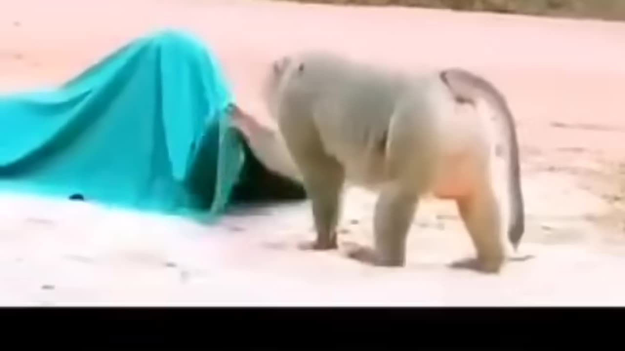 Monyet