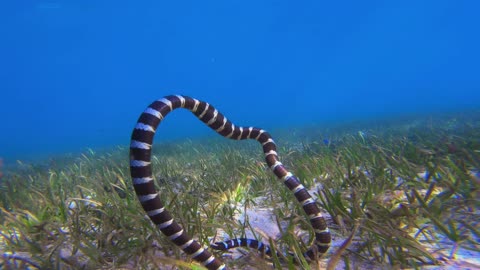 Sea Krait Swallows