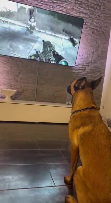 Dog is not happy seeing this..lol