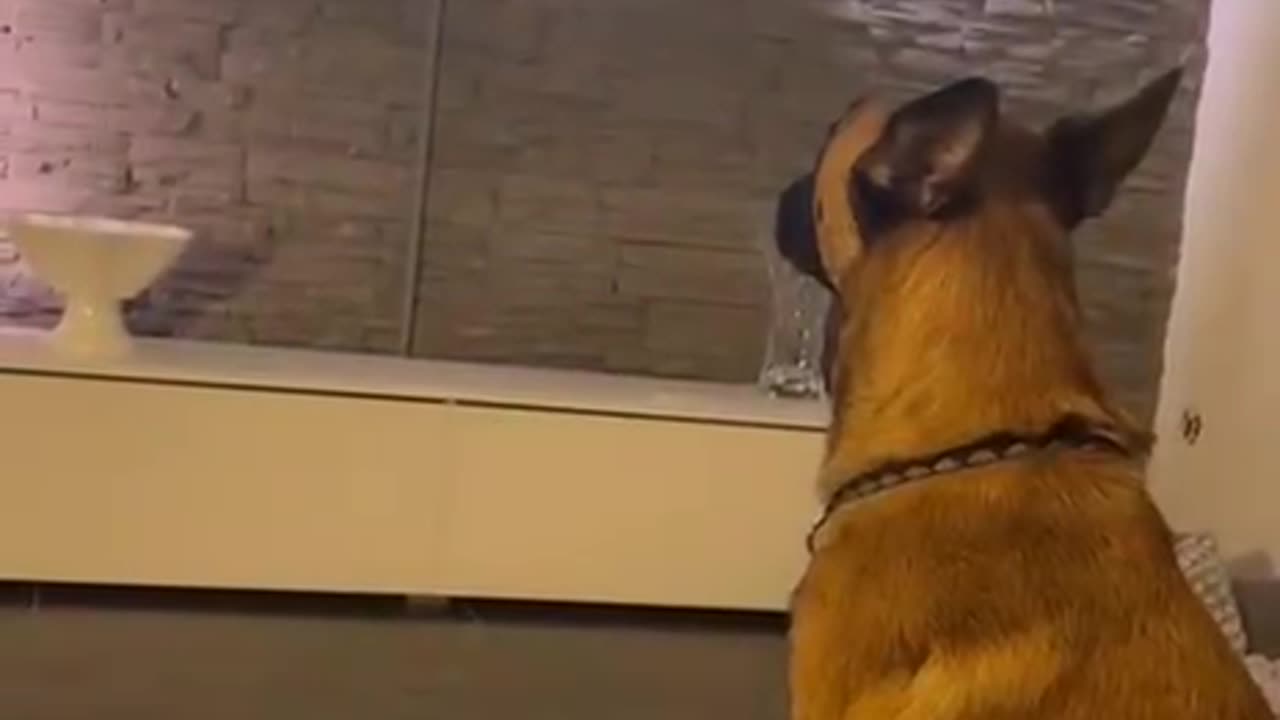 Dog is not happy seeing this..lol