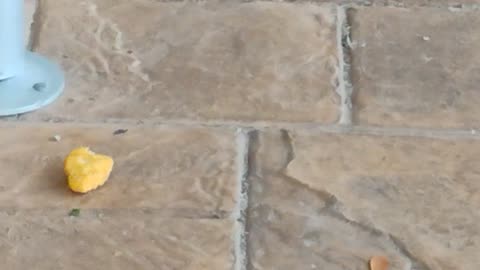 The hungry bird's