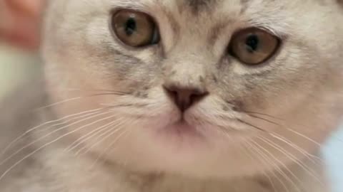 Soft Meows & Gentle Eyes 🐱💗 The Sweetest Cat You'll Ever Meet