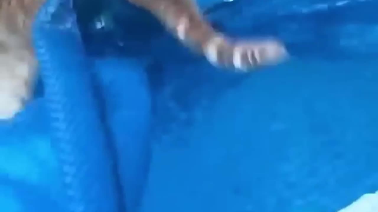 animal funny video