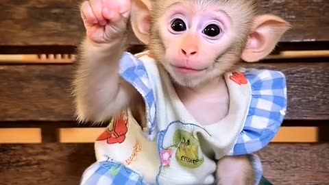 Ai viral monkey 🐵🥰