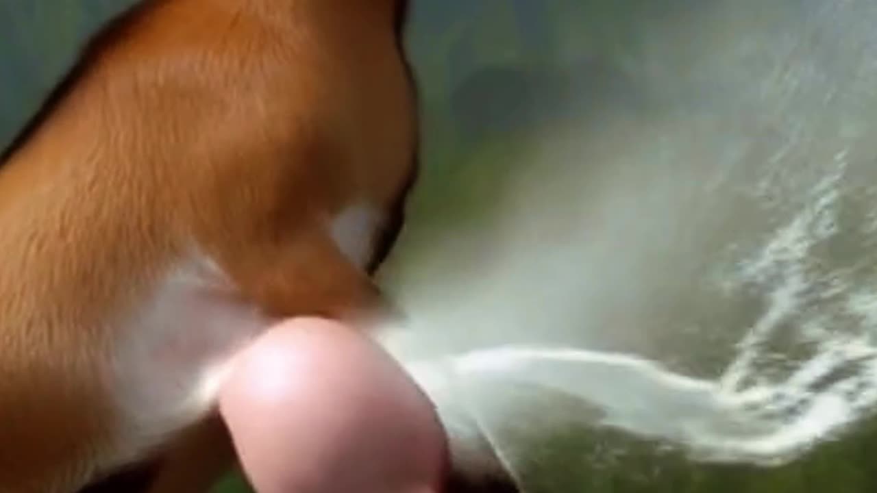 You won't believe what this Vietnamese goat does!
