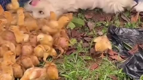 😂🐣 He's in love with the chicks! | FunFM