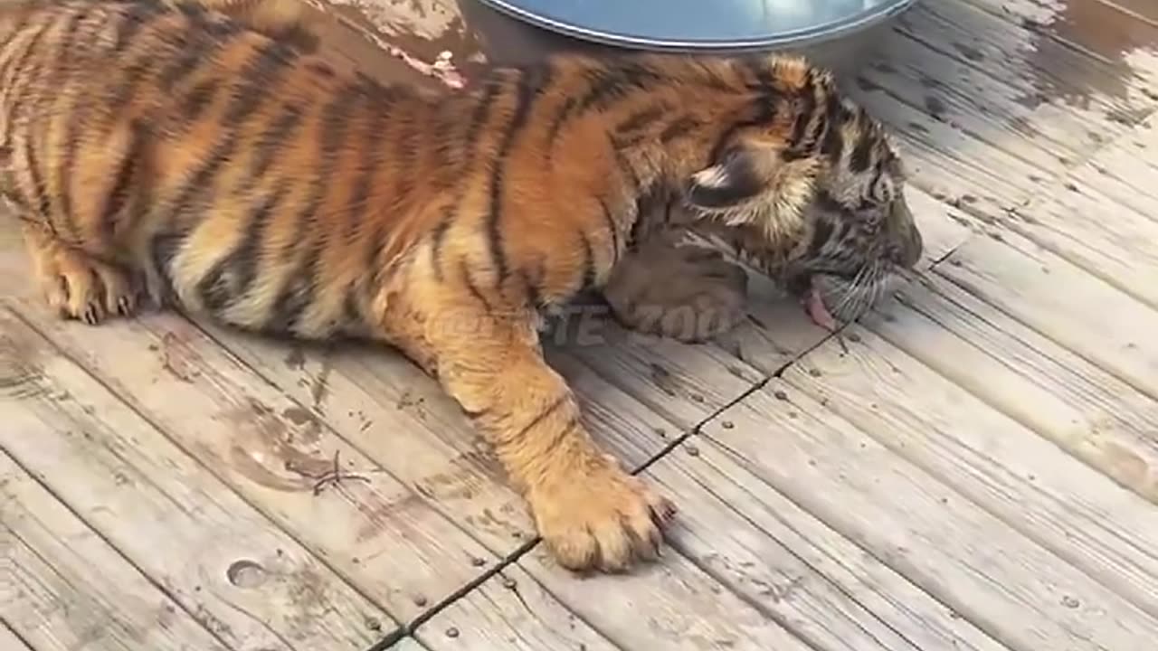 animals