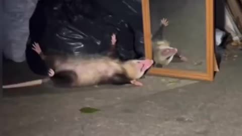 this Opossum happens to come across a mirror in the trash & stops in his tracks..🤣🤣