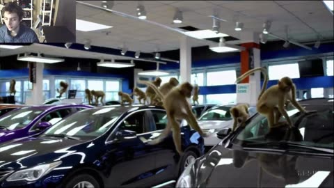 Over 3 Monkeys Roam Around A Car Dealership Fake Funny Parody Video With Live Commentary