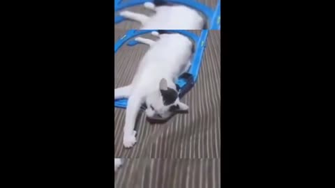 Funny animals - Funny cats _ dogs - Funny animal videos p10