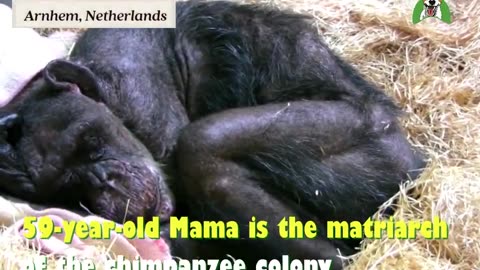 Jan Van Hooff visits chimpanzee "Mama", 59 years old and very sick. The chimp recognizes
