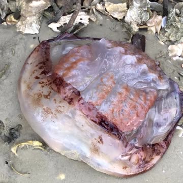 Intracoastal Low Tide Walk in New Smyrna Beach, FL