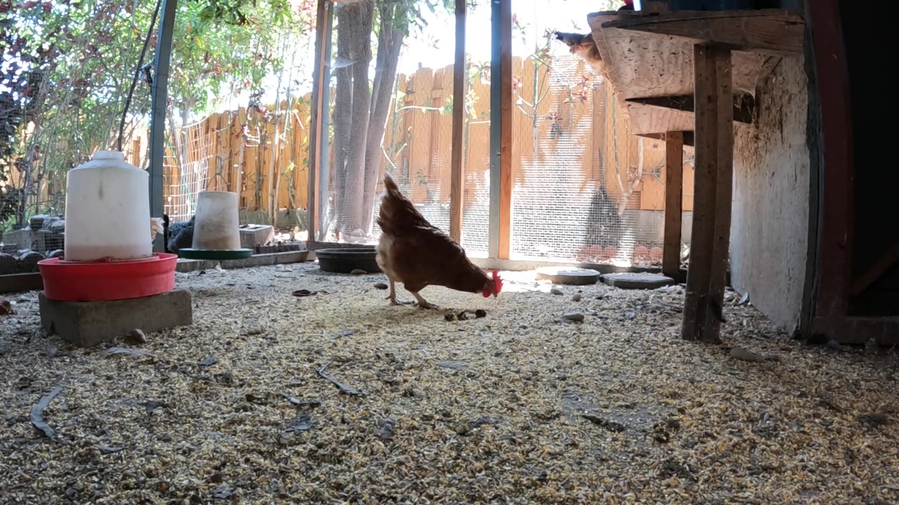 Backyard Chickens Fun Relaxing Sounds Noises Hens Roosters!