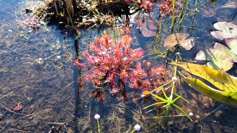 Round-leaved sundew