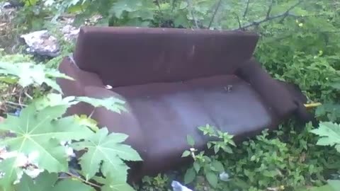 Abandoned brown sofa in the middle of a vacant lot, a gecko lives there [Nature & Animals]