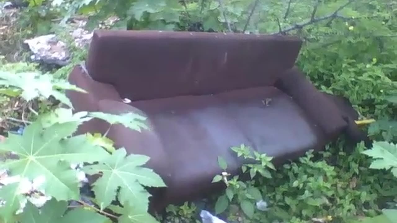 Abandoned brown sofa in the middle of a vacant lot, a gecko lives there [Nature & Animals]