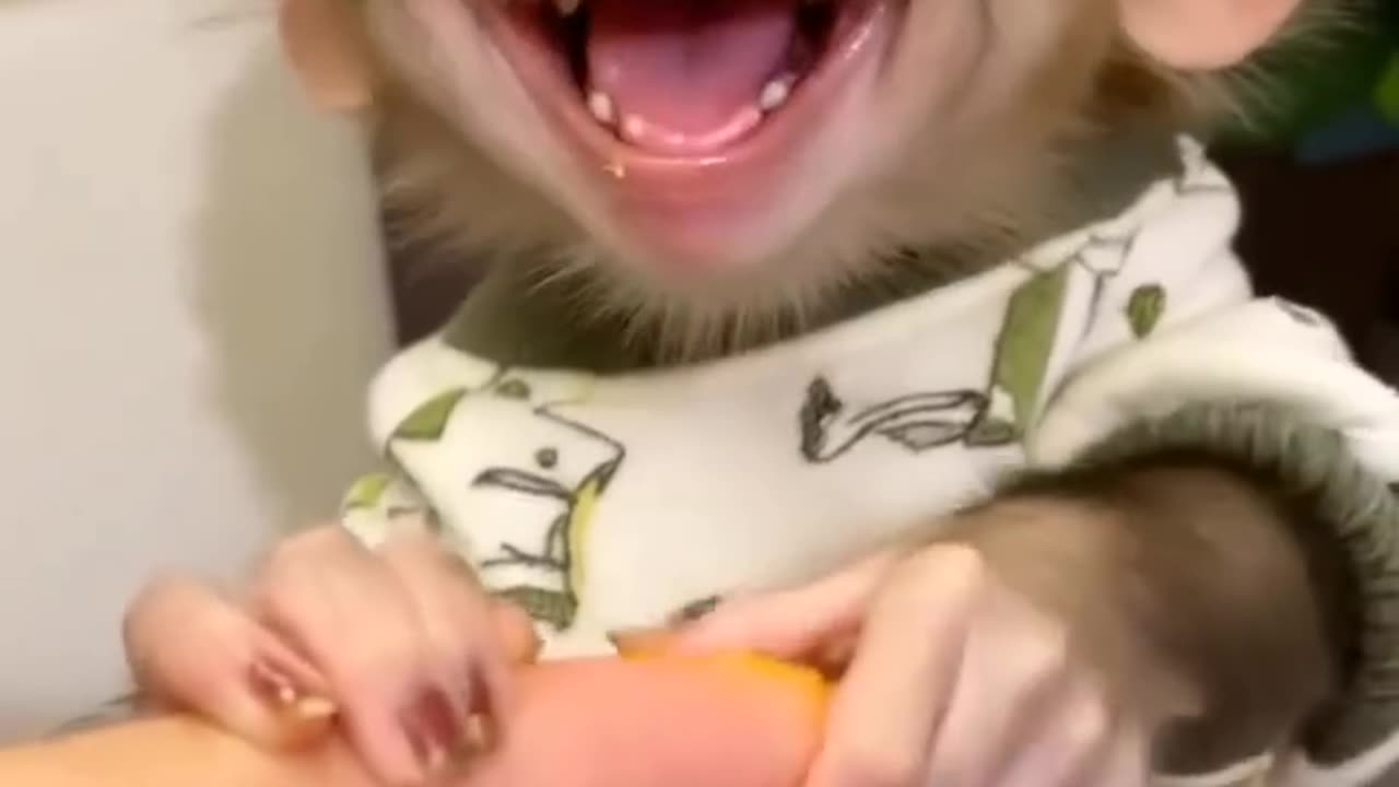 sweet little monkey #1