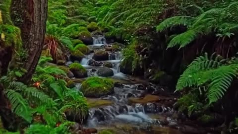 Asmr the sound of flowing water in green nature
