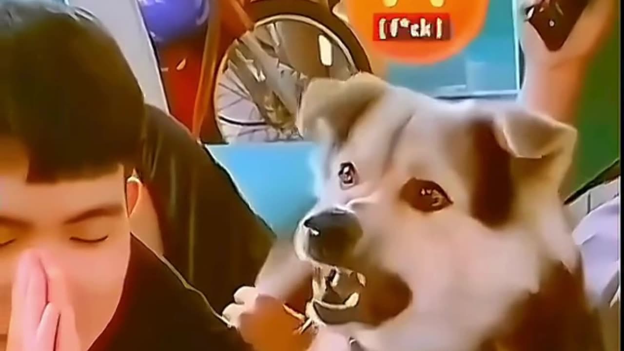 FUNNY ANIMAL COMPILATIONS - PART 77