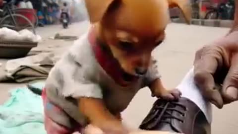 The follow for this poor puppy was made fun of by his friends because he did not have good clothes