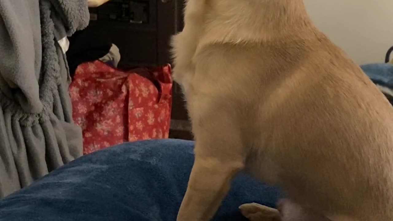 Raspy little howl on Chi boy..