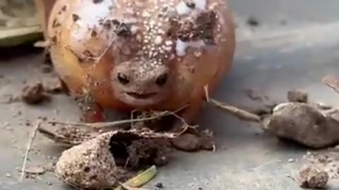 🤣🐸 When You're Out and About, But You Find a Hidden Gem... | FunFM