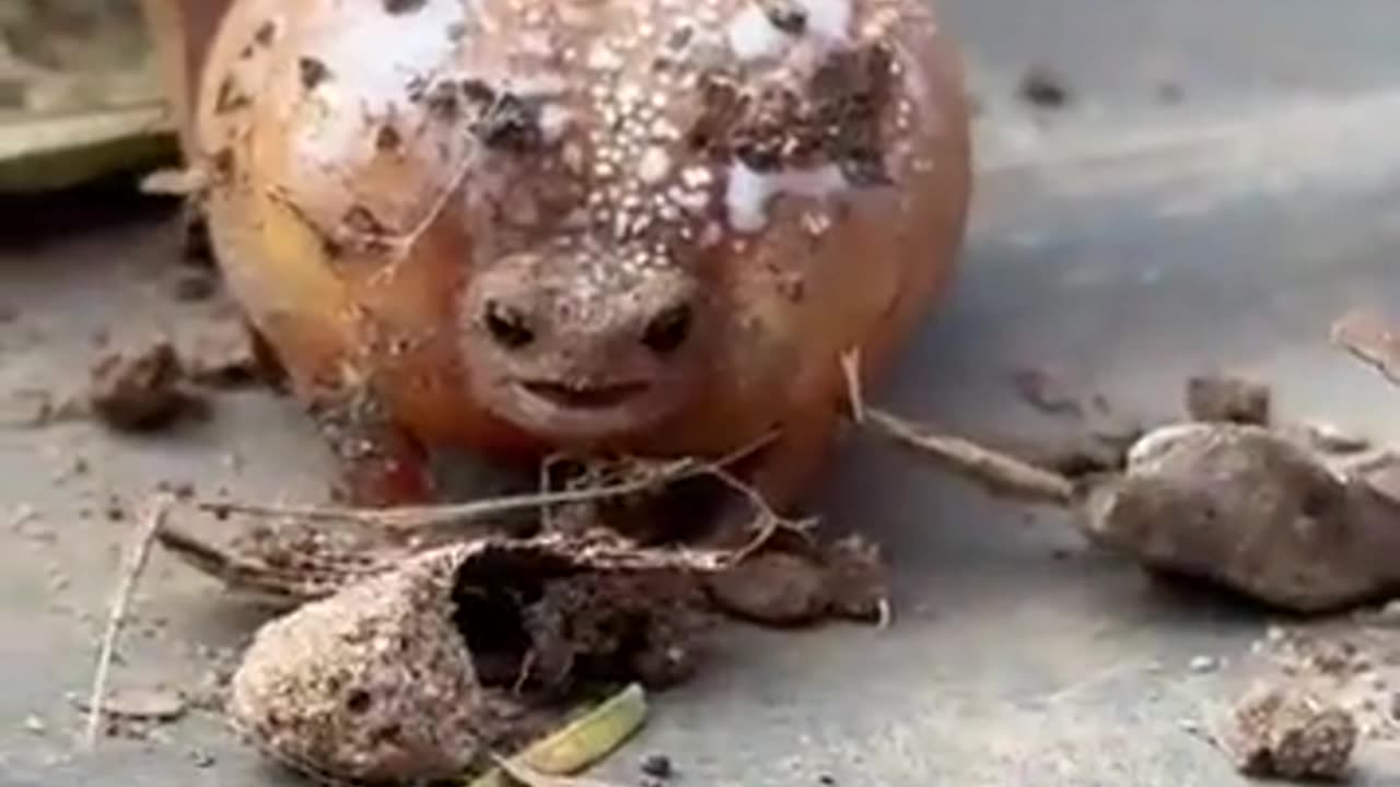 🤣🐸 When You're Out and About, But You Find a Hidden Gem... | FunFM