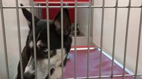 Lou Conter 2y A836585 kennel 184 PACC shelter laid down by me never barks very loving boy20250813167
