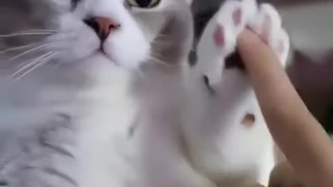 Cute Kitty Short Video