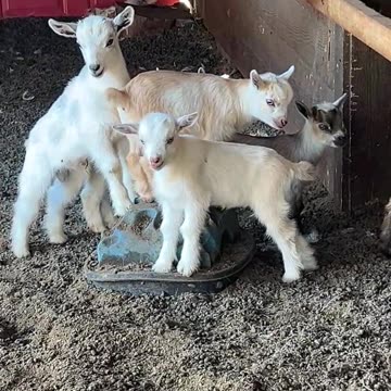 Baby Goats
