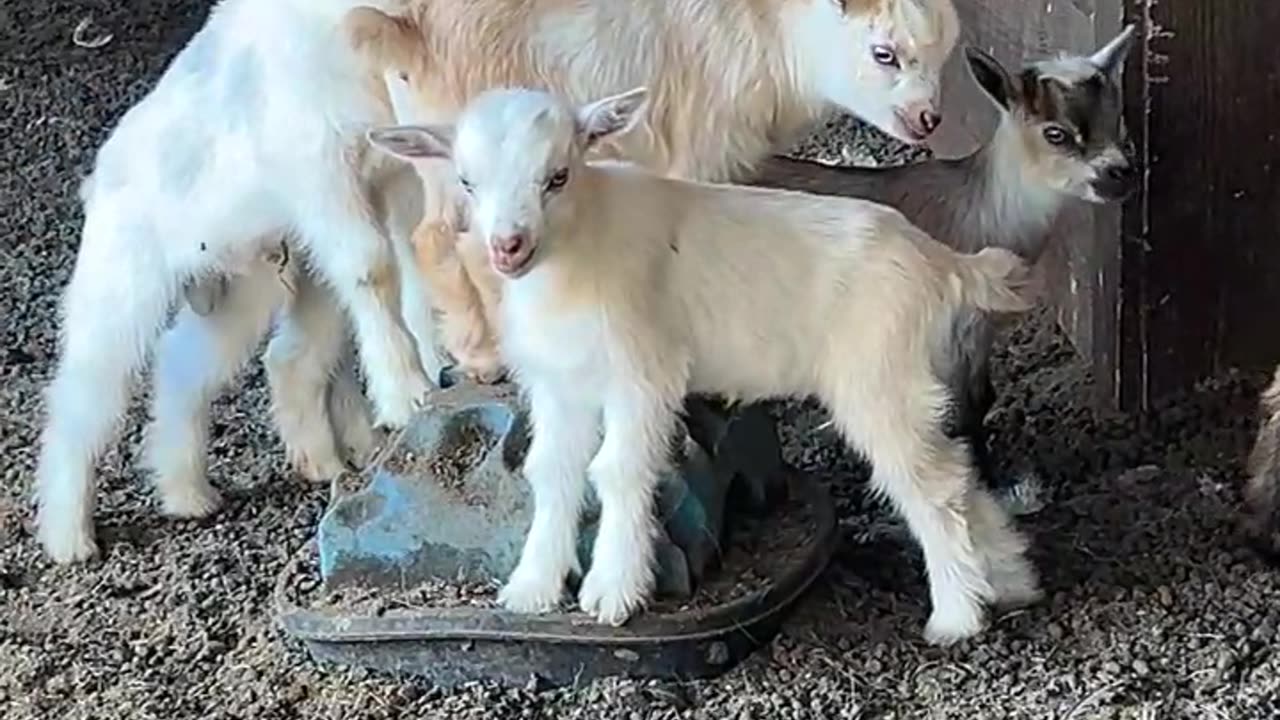 Baby Goats