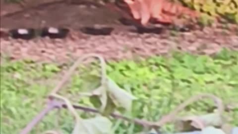 Raccoon eating