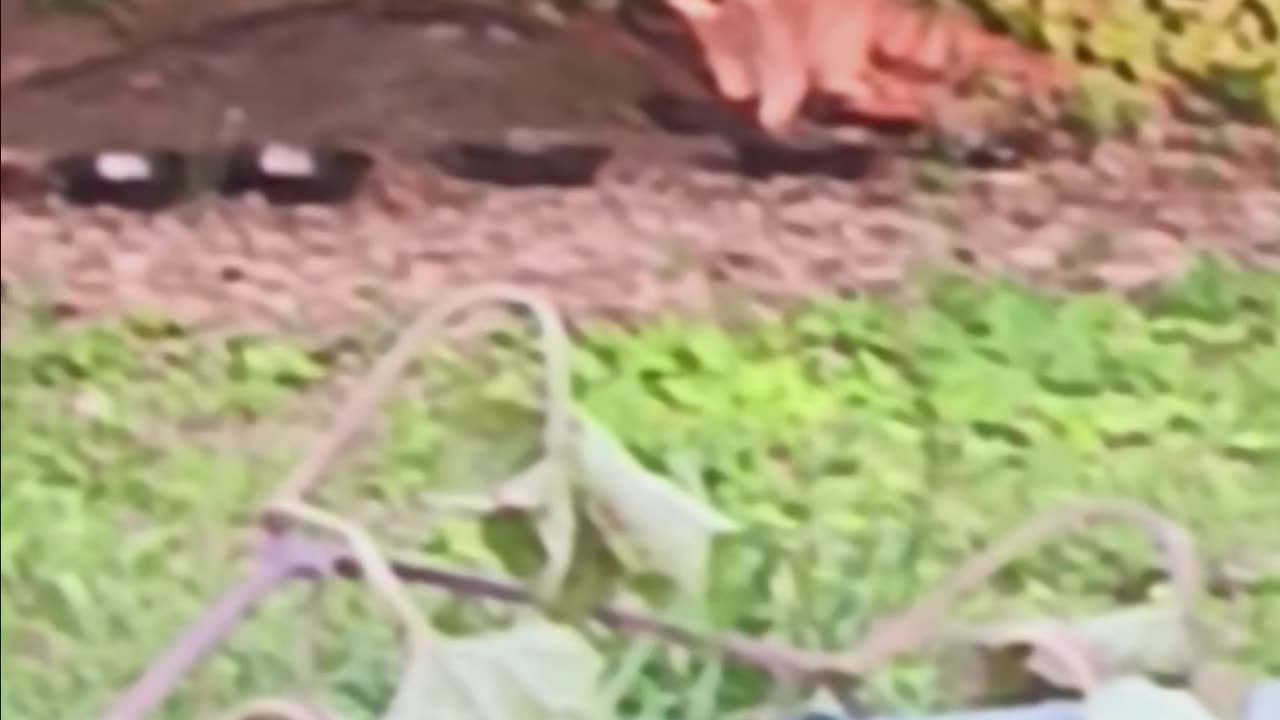 Raccoon eating