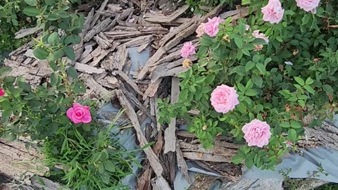 Deadheading as quickly as possible near Hive of Ass Bees