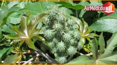 45 Beneficios de las Hojas de Higuerilla