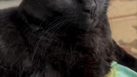 Cute Precious Piper is Better Than Watching TV - My Adopted Shelter Cat Vlog #shorts