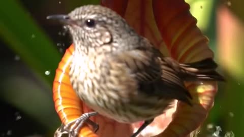 Bird