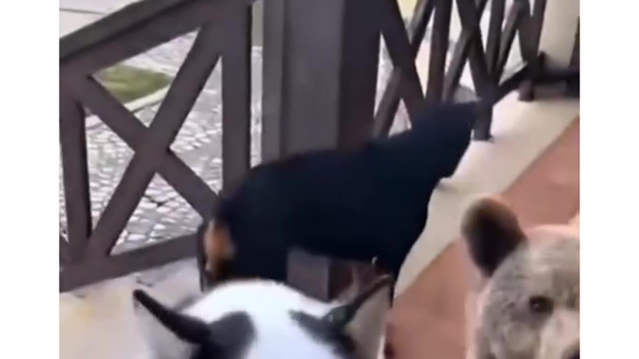 Dogs bringing new friends to adopt