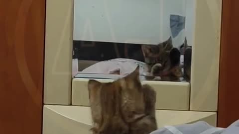 Funny video