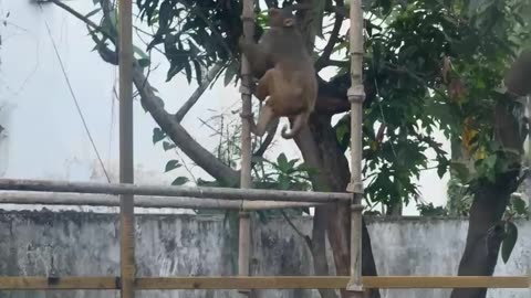 Monkey
