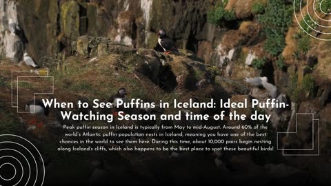 Puffins in Iceland – Where to See These Charming Birds