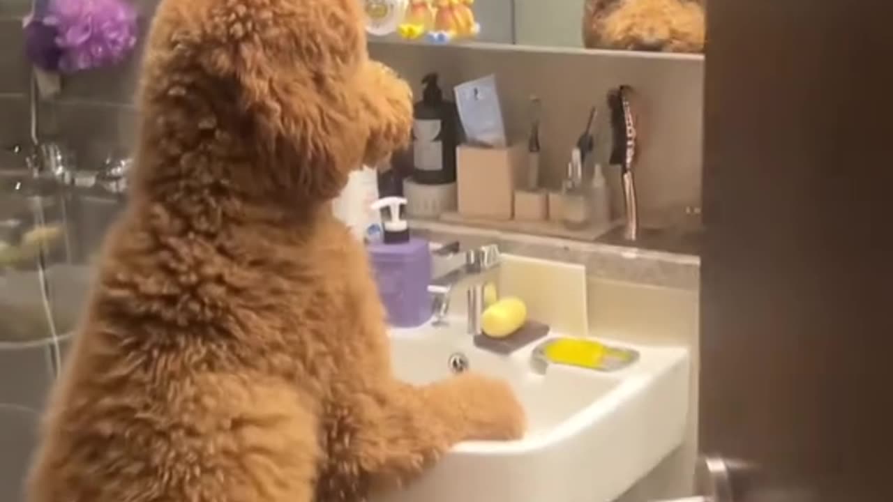 Bro is NOT Eren Yeager😭🙏🥀