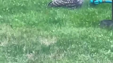 Owls are the cutest in the world 🦉
