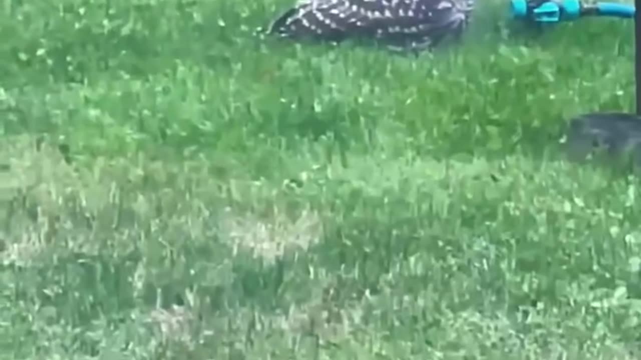 Owls are the cutest in the world 🦉