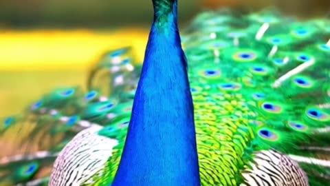 Stunning AI-Generated Peacock | Majestic Colors in 4K Ultra Detail
