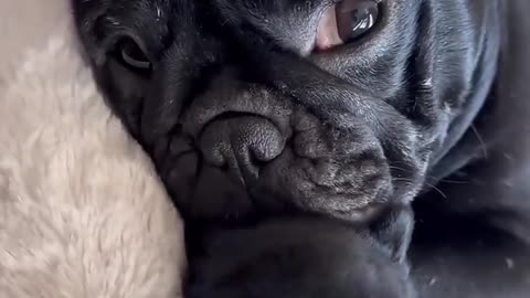 funny animals