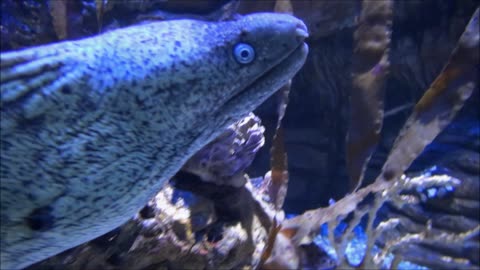 Muraena