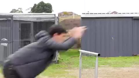 If Animals Glitched IRL. Part 2