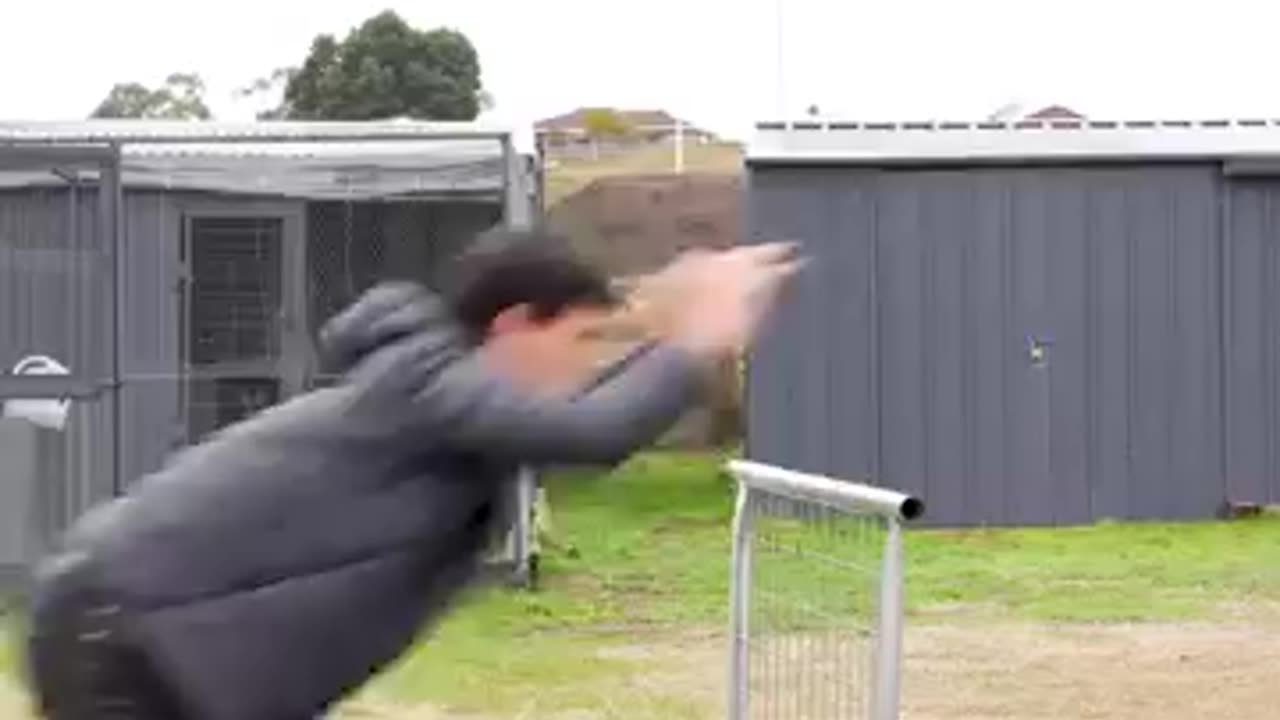 If Animals Glitched IRL. Part 2