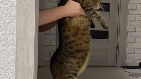 pets kets funny